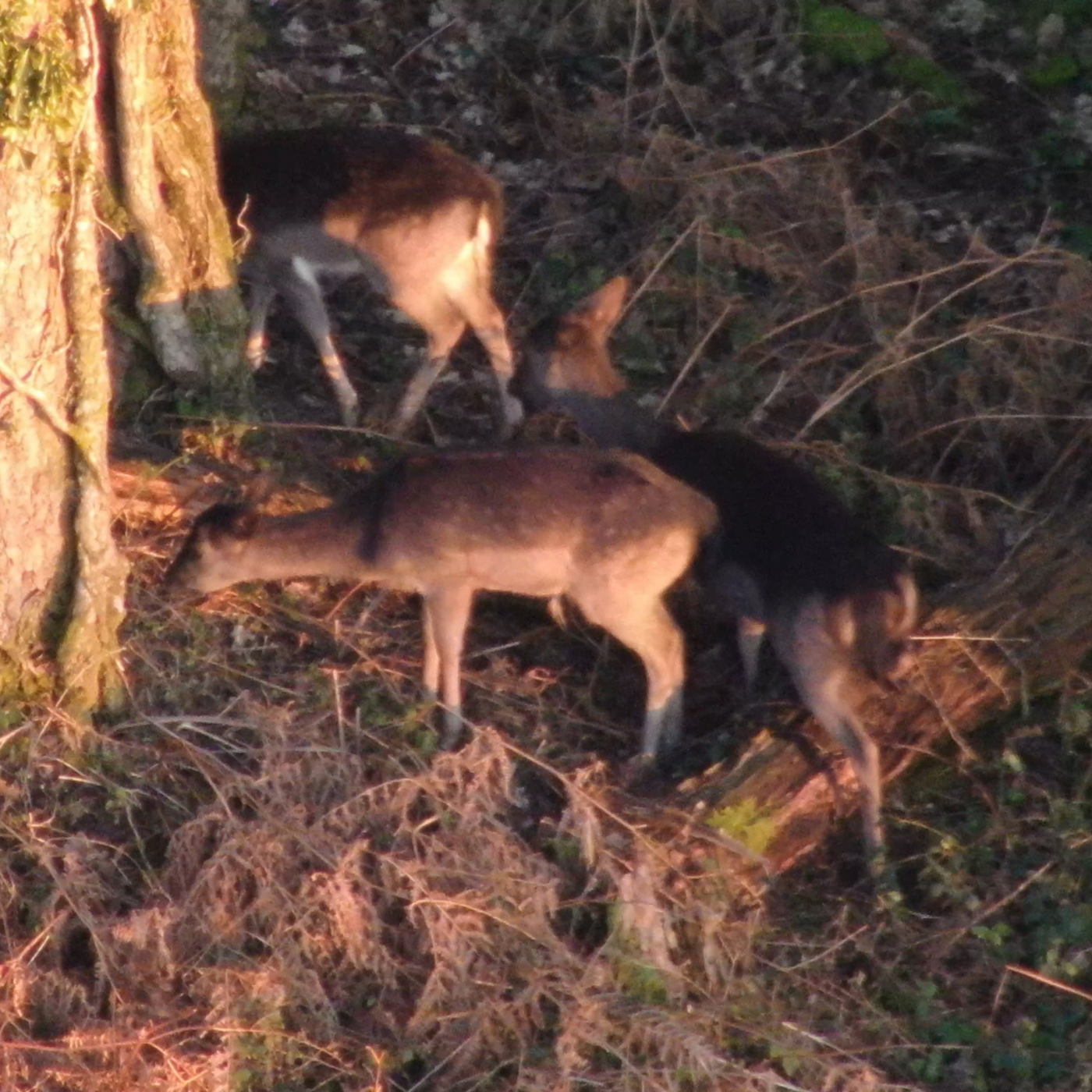 Woodland Trust Deploys Drones To Revolutionise Deer Surveys